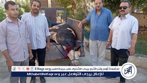 ضبط بقرة مريضة و350 كجم لحم فاسد في الفيوم