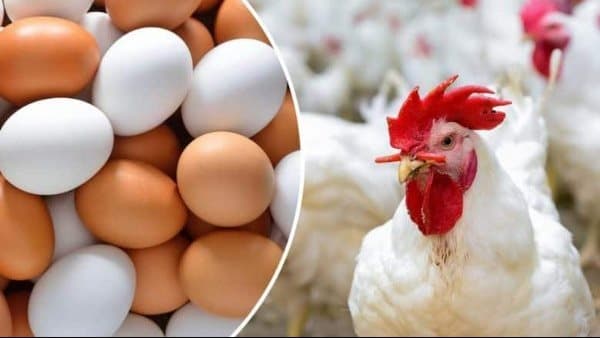 Sunday chicken prices in markets