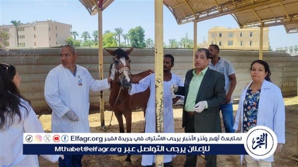 الأقصر البيطري يختبر خيول الحناطير ويقدم رعاية مجانية