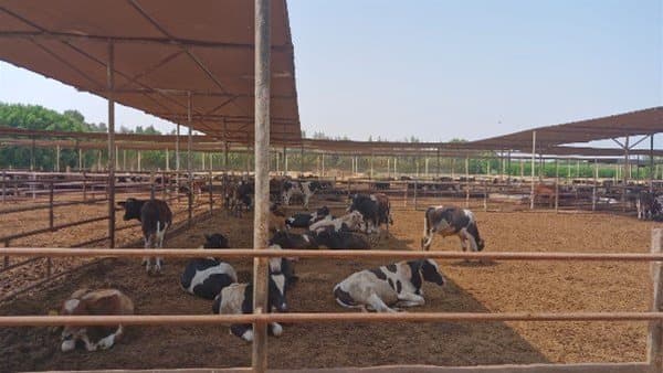 Agriculture: Livestock care in July