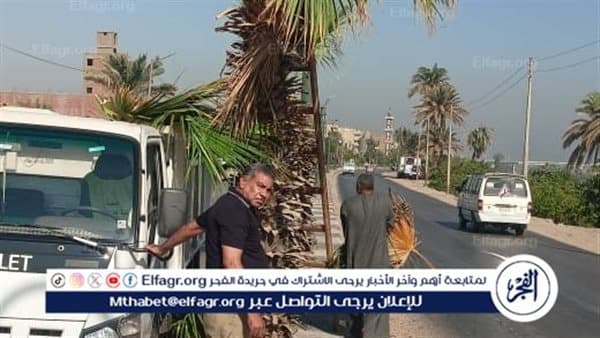 Assiut: Palm trimming and debris removal