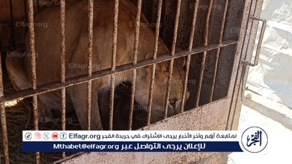 مرسي مطروح تلاحق السيرك بكورنيش المدينة