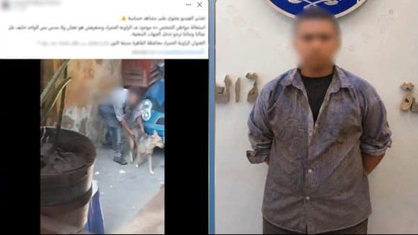 Public Prosecution probes child in Cairo dog attack