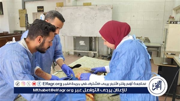 بيطريون من بني سويف ينجحون في عمليتين دقيقتين لقطة ونعجة