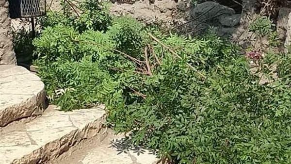 Al-Zira'a Confirms Fish Garden Trees Safe