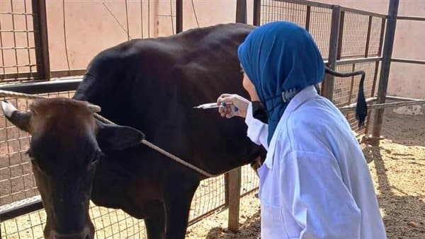 Aswan Veterinary Campaigns for Livestock and Public Safety