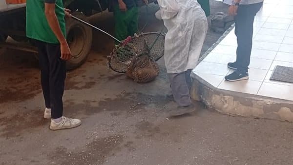 محافظ الدقهلية يوجه لتعزيز الحملات البيطرية بشرق المنصورة