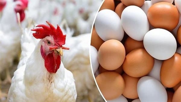 Poultry Prices in Markets September 21