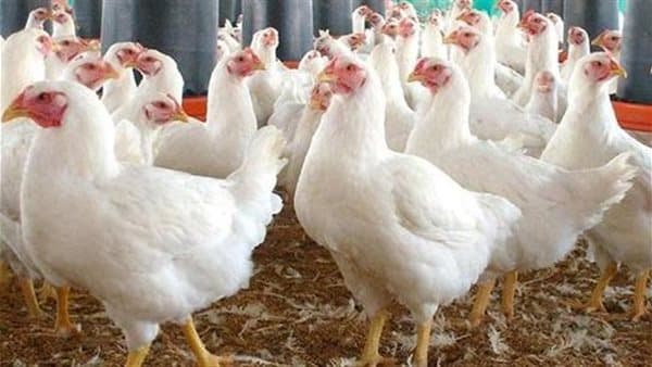 Wednesday chicken prices September 23