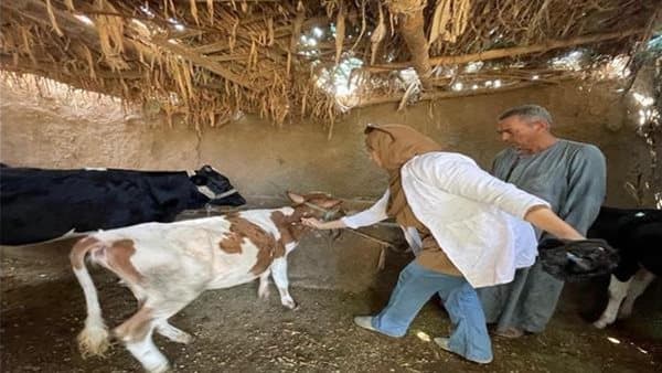 Al-Zira'a reports 6.8M livestock vaccinated