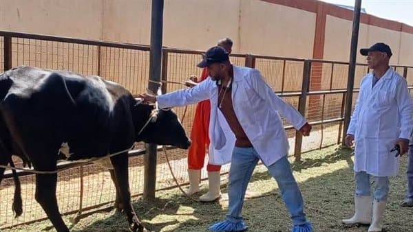Aswan Veterinary Dept Shields Livestock for Three Months