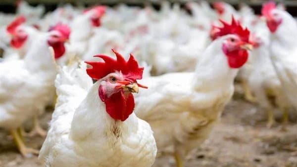 Sunday Poultry Prices September 27