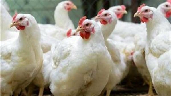 Tuesday chicken prices on September 29