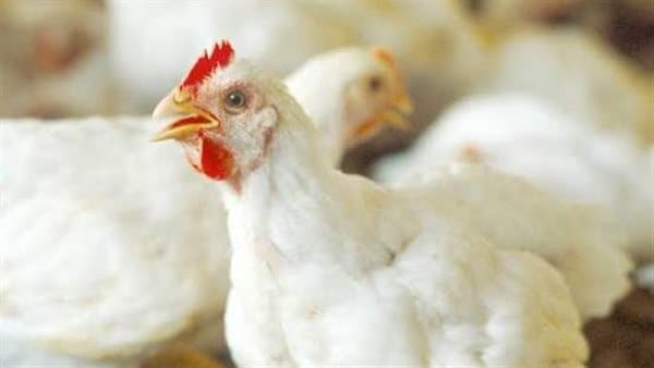Chicken prices on October 4th