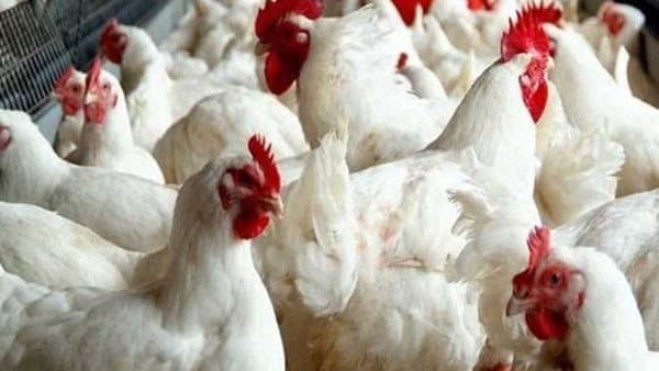 Thursday Poultry and Egg Prices Stable White Chicken Bologna at 190 pounds