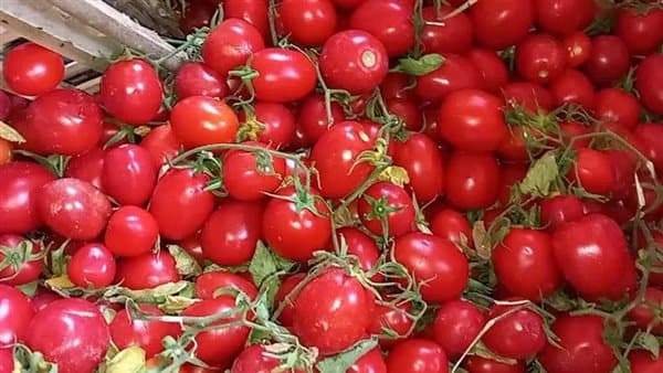 Farmer Explains Low Tomato Prices