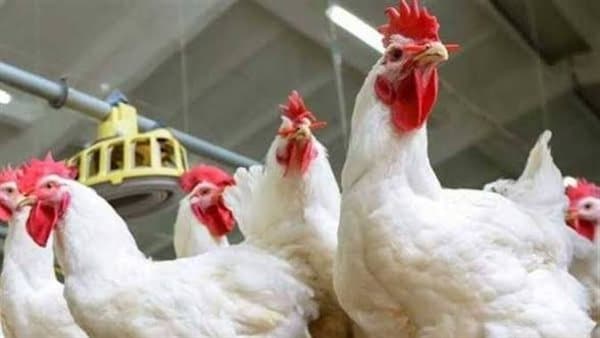 سعر كيلو الدجاج الأبيض 26 سبتمبر