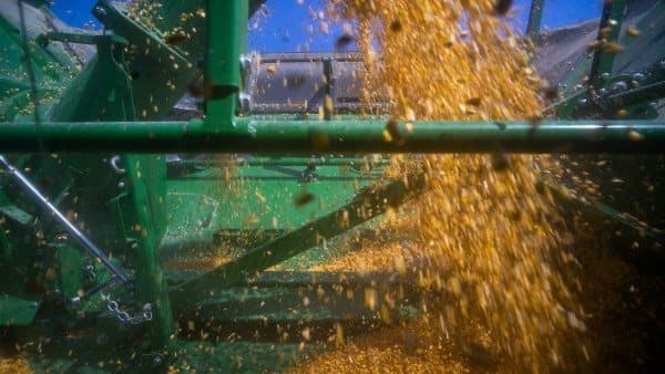 Global food prices climb with wheat and corn up 15% in Q3