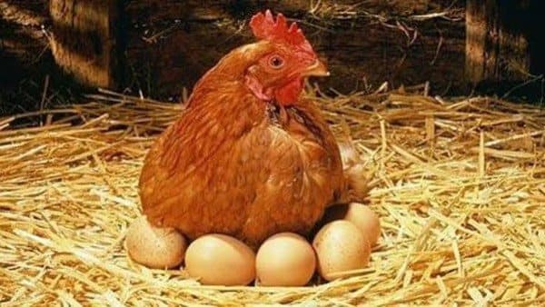Egg prices rise amid supply efforts
