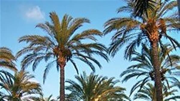 New Valley Date Industry Creates Jobs