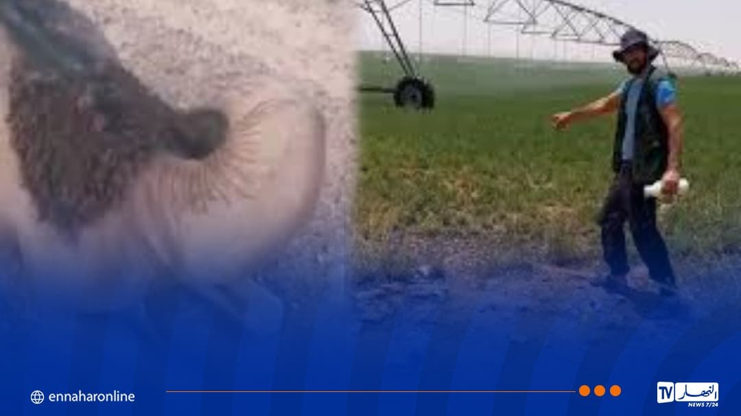 Manina Camel Death Update