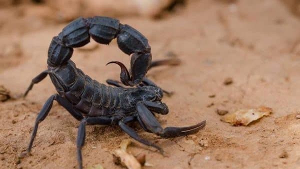 Four wounded by scorpion bites in New Valley