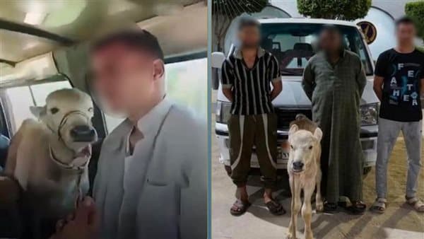 Suspects Held for Cow Head Transport in Beheira