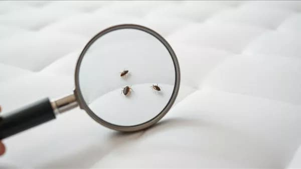 Salam College Parents Seek Help Over Bedbug Infestation