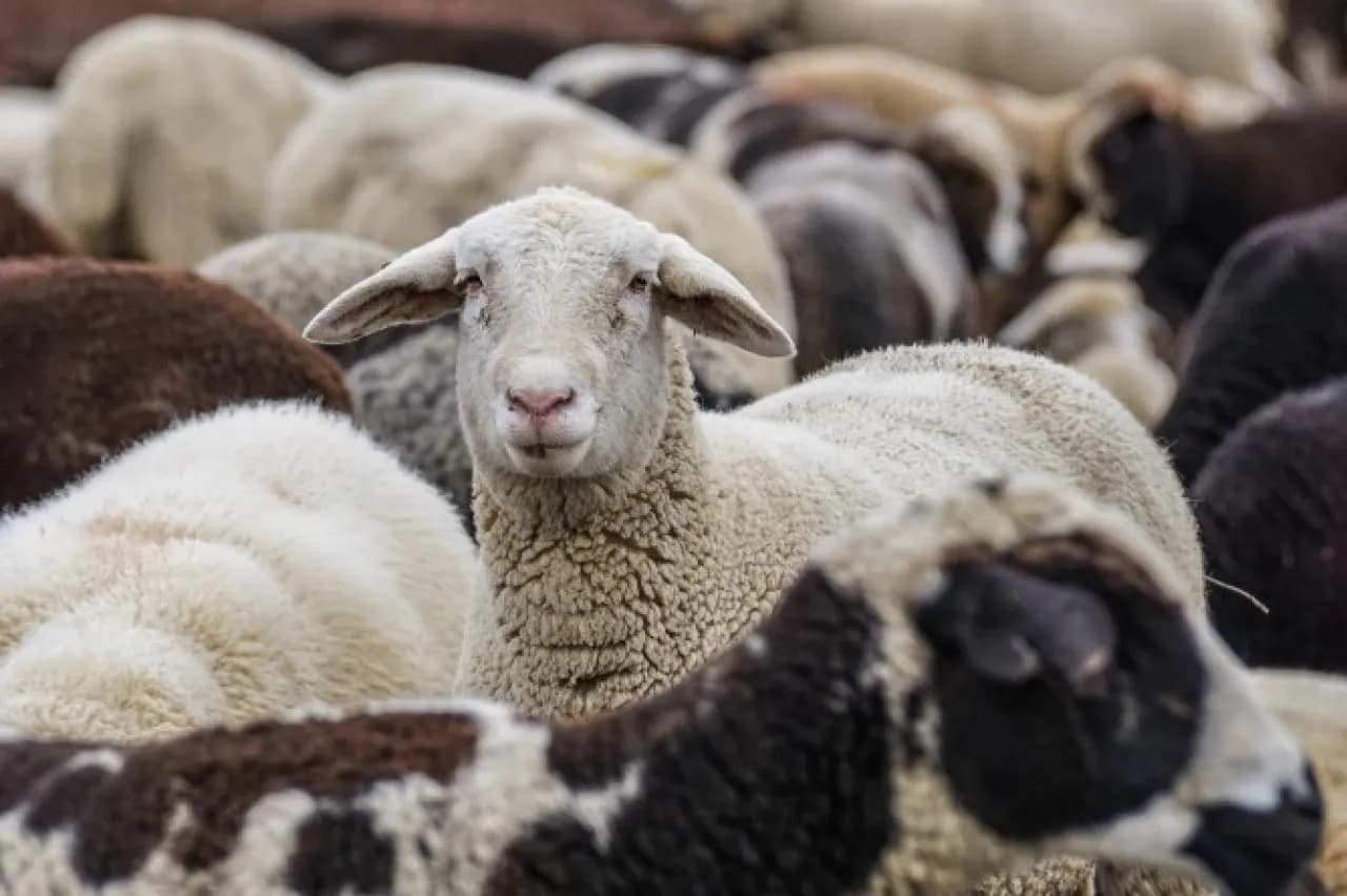Jordan halts Romanian meat imports