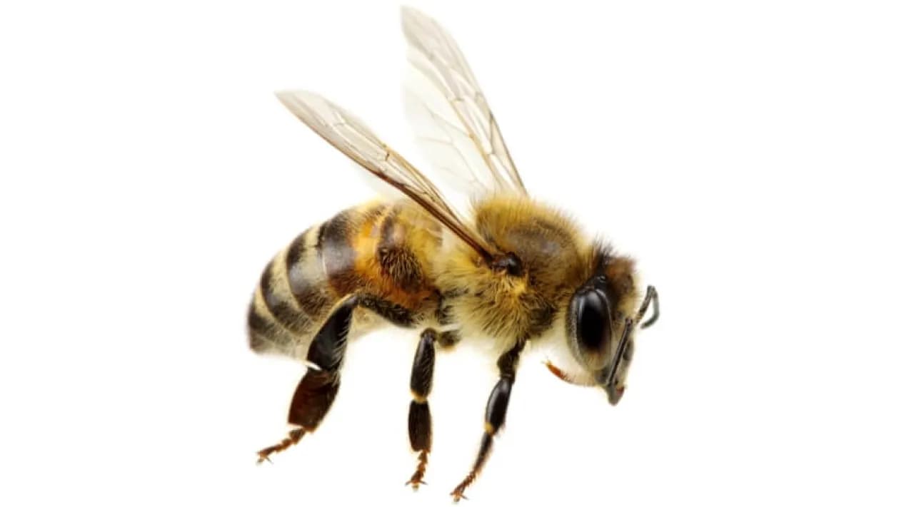 Bee sting during juice intake sends man to ICU