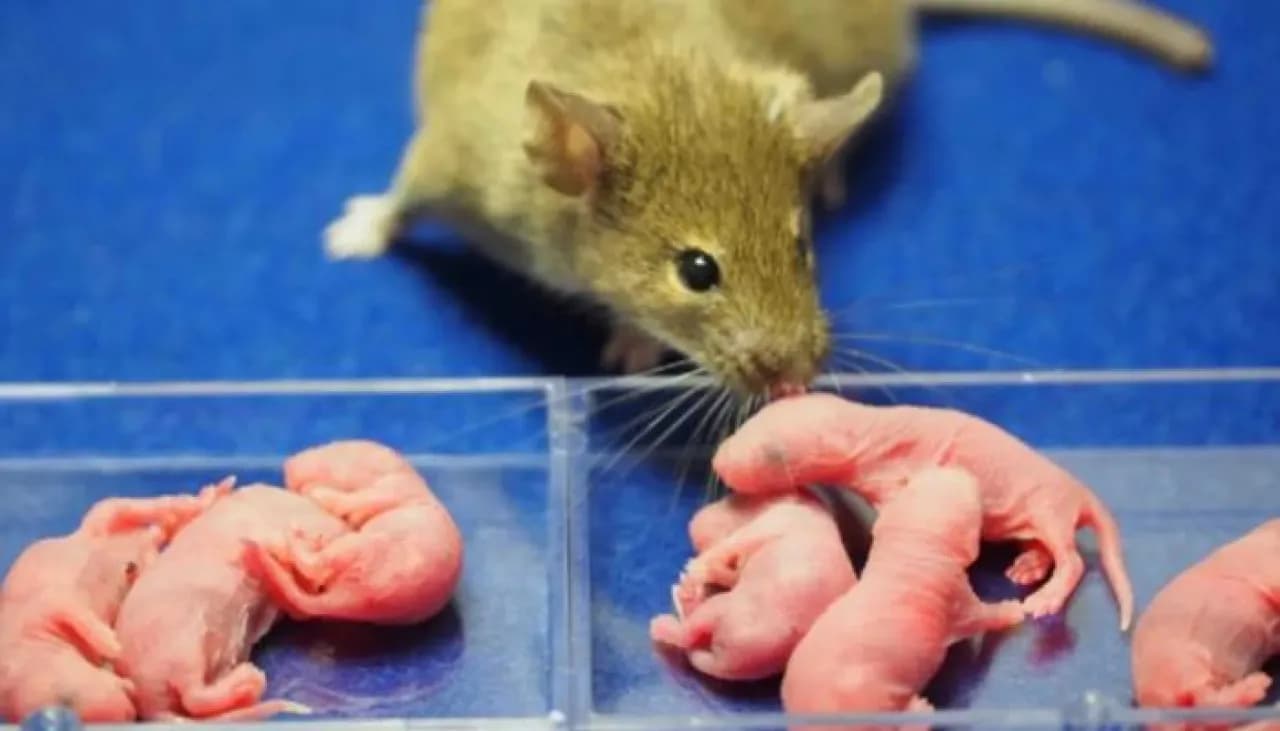 Japanese scientists create female mice from males