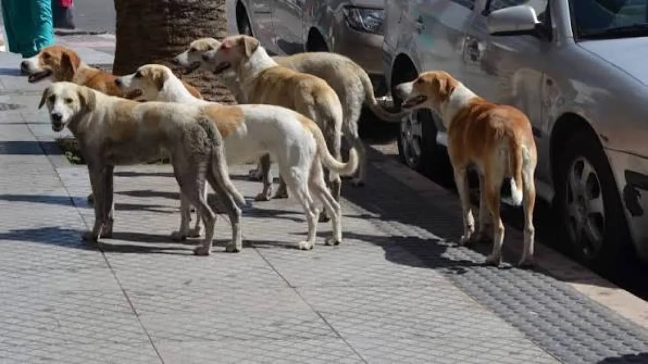 الأردن: حكم بغرامة لبلدية بعد عقر طالب