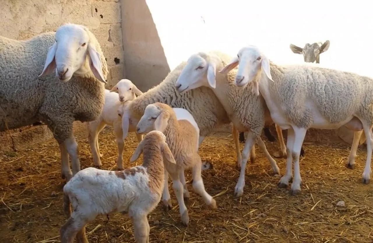 الكواليت تعتبر ذبح إناث الأغنام خسارة وطنية