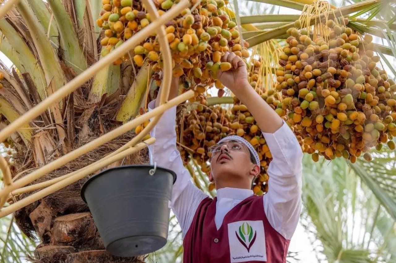 السعودية تتصدر صادرات التمور عالميا للسنة الرابعة