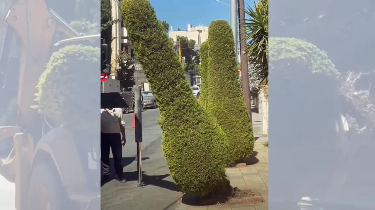 Amman Municipality to manage 7000 trees
