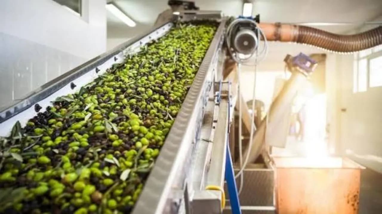 FDA retests 155 olive oil mills