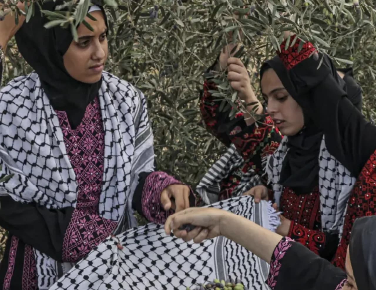 Al-Aqsa Mosque Olive Trees and Harvest