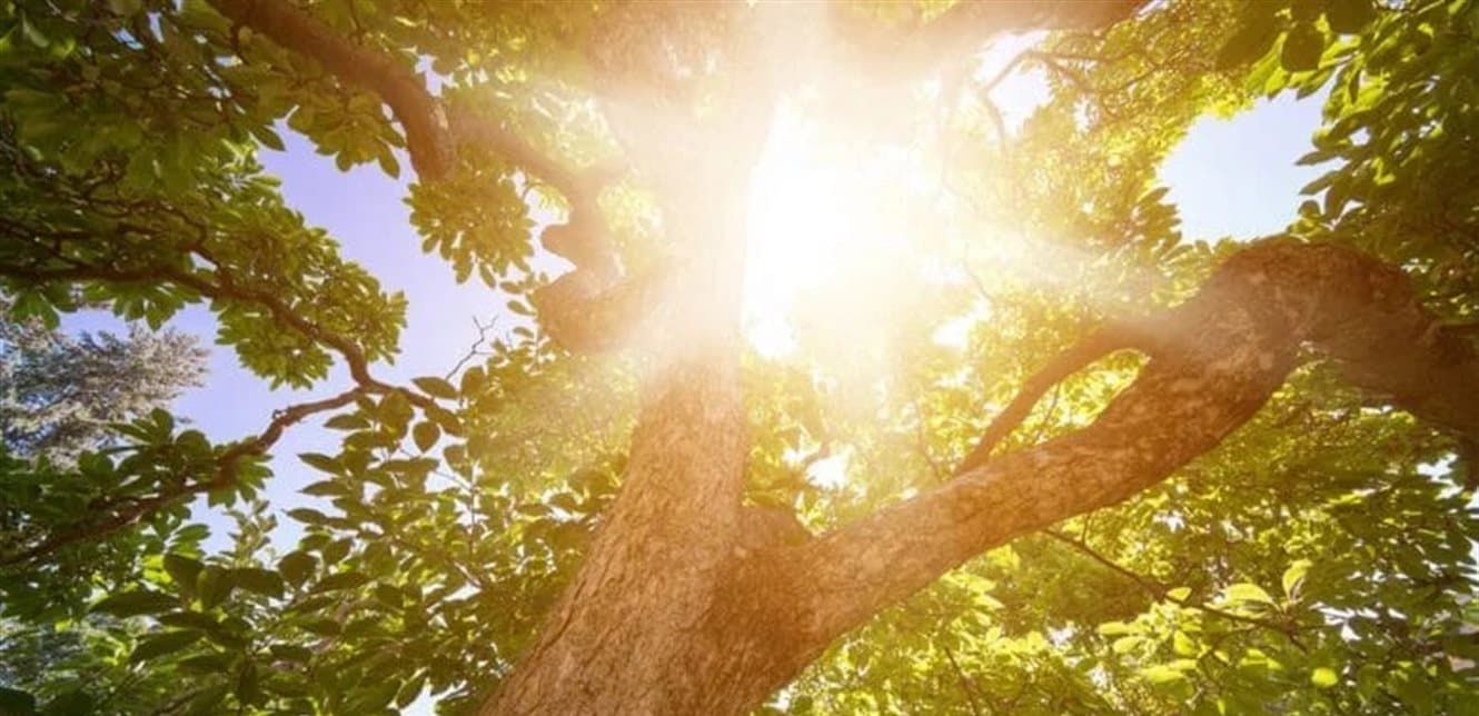 Upcoming weather: temperatures and humidity rise
