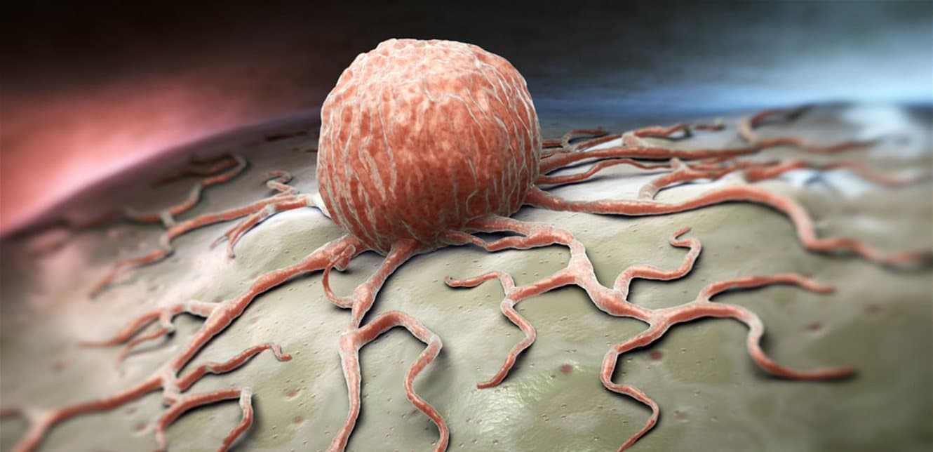 Study investigates antibodies' role in cancer