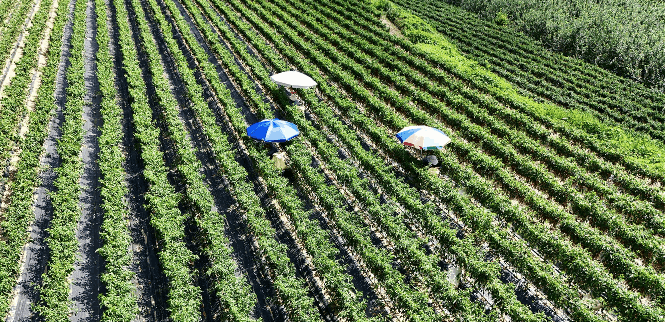 Historic heatwave damages crops