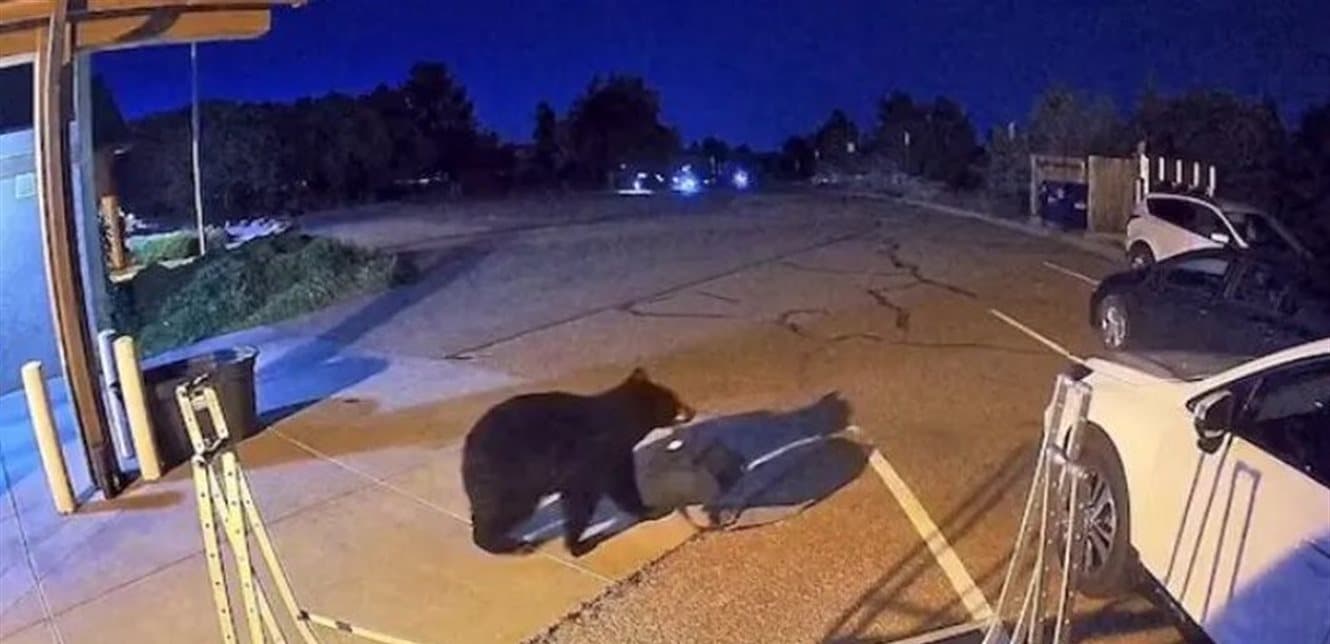 الجفاف يجبر الدببة على التوجه للمدن