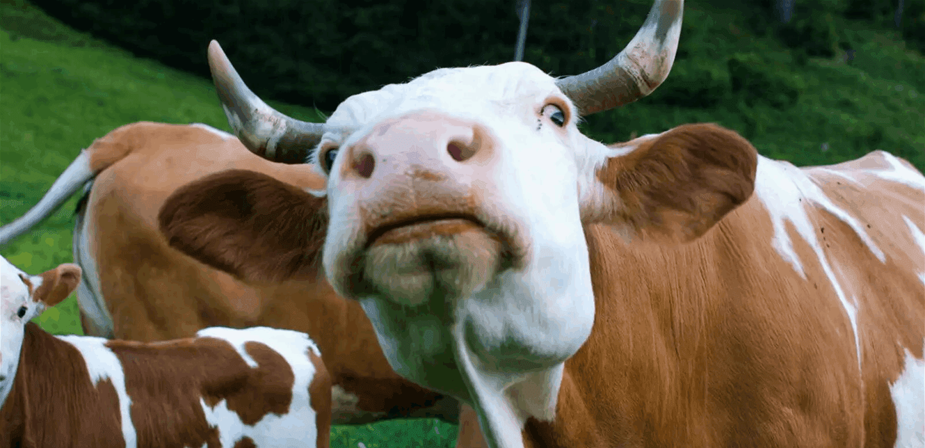 Unusual Flying Cow Surprises Netizens