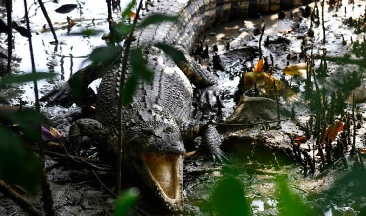 Lebanese Forces on Crocodile Enclosures