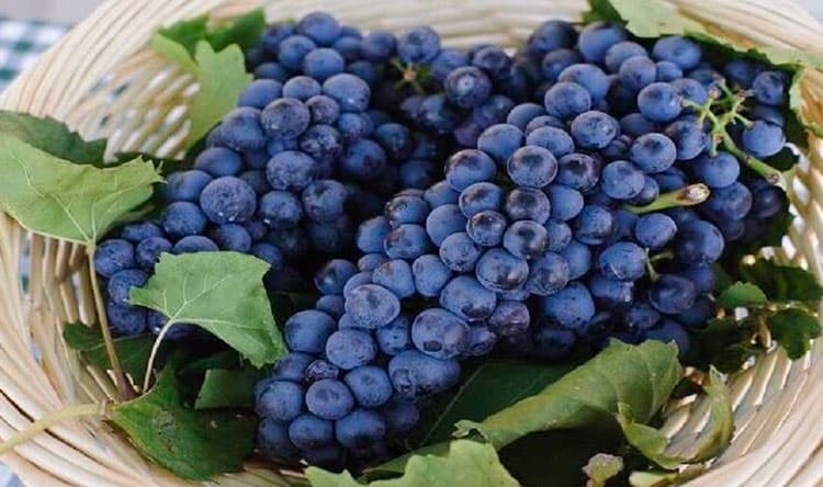 فوائد ثفل العنب من القوات اللبنانية