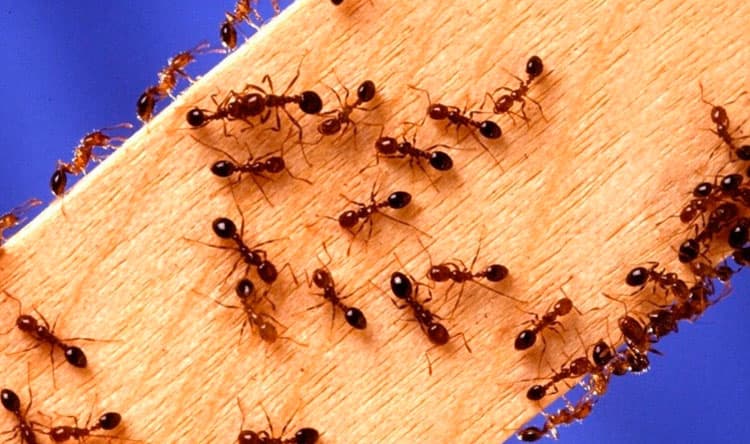 Restaurant Faces Jail Over Ants Import