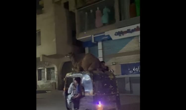 فيديو: توك توك يقل جمالا في مصر