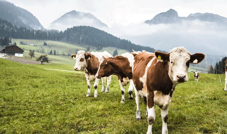 Virus Threatening German Cattle Farms