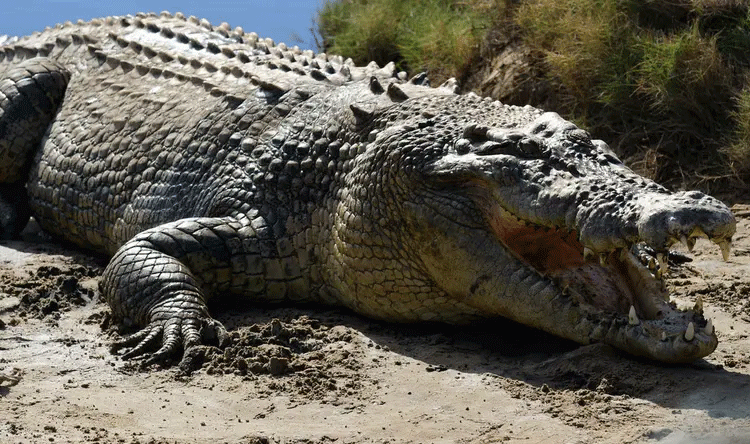 Israel considers crocodiles for security