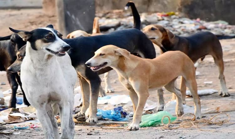 Dogs watch their owners more than believed