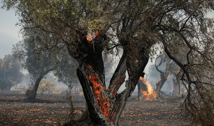 Climate change increases European wildfires